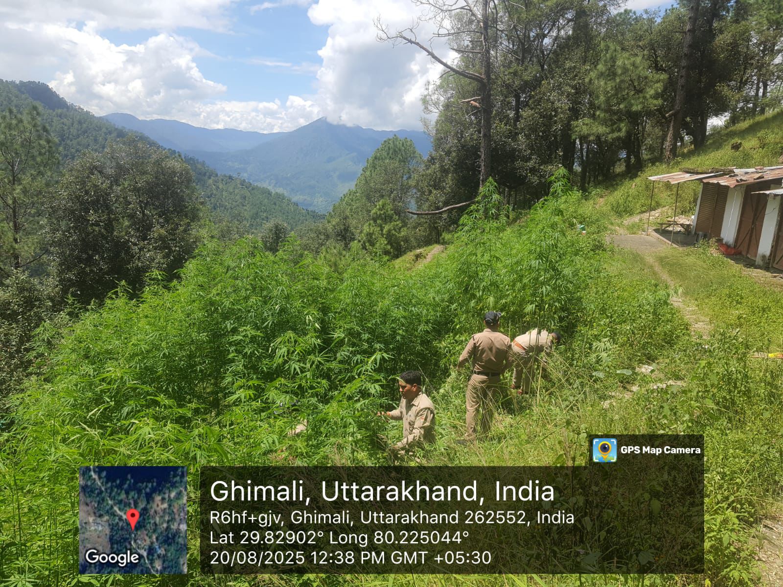 पिथौरागढ़ पुलिस ने 4 नाली अवैध भांग की खेती को किया नष्ट