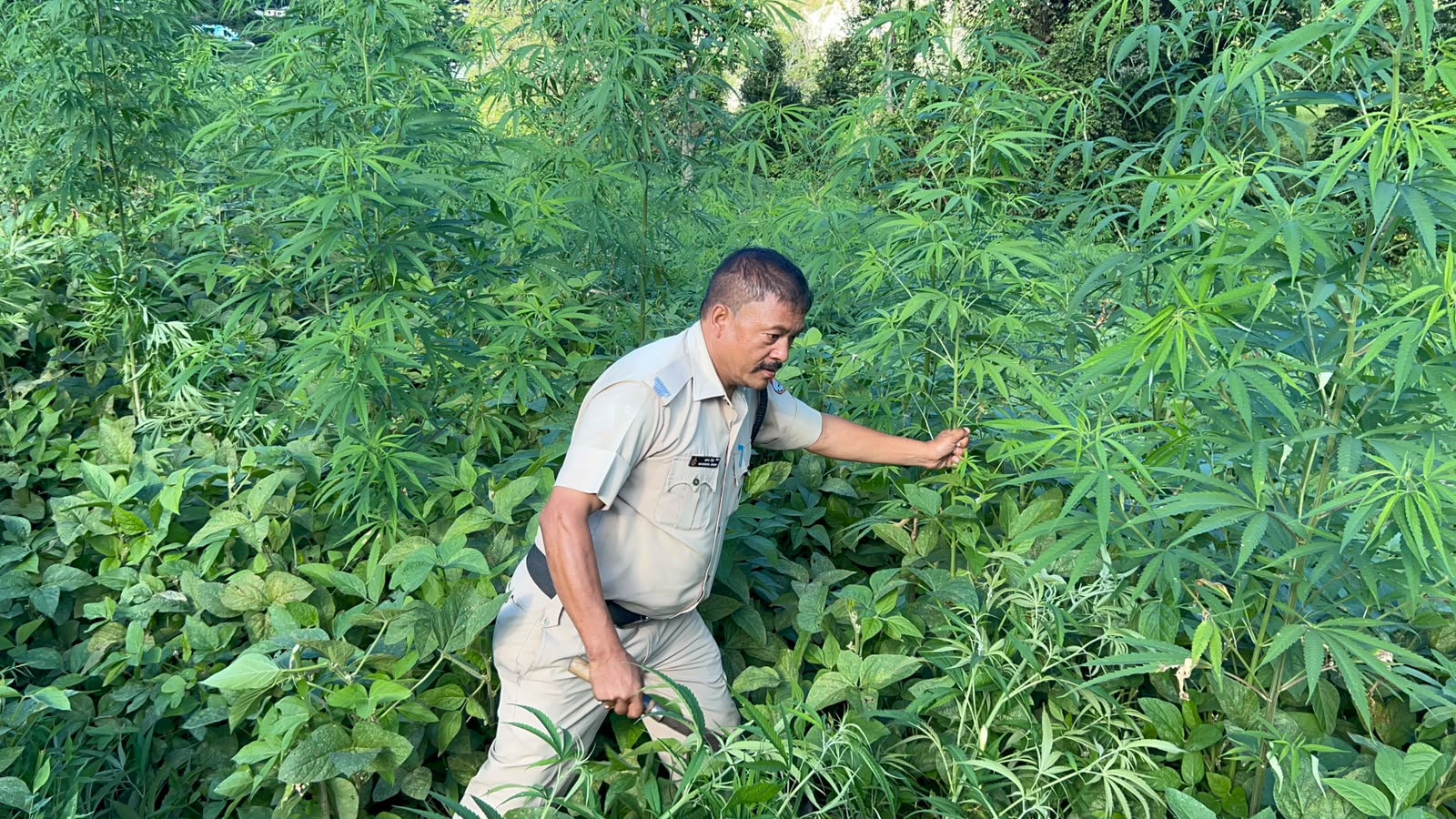 अवैध भांग की खेती पर पिथौरागढ़ पुलिस का प्रहार, चौड़ीगाड़ में फसल नष्ट*