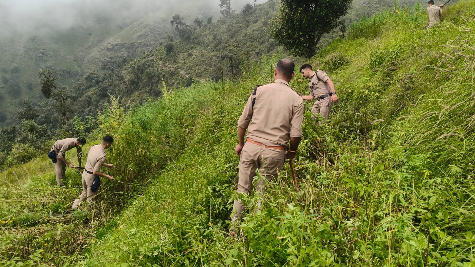 पुलिस ने खेतो में उगाई भांग की नष्ट, भूस्वामियों पर मुकदमा दर्ज